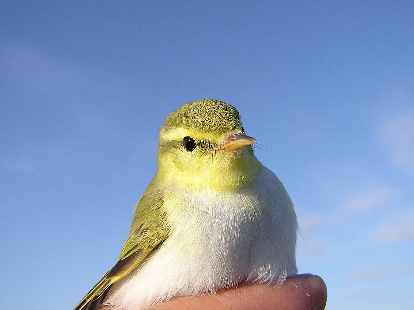 Wood Warbler, Sundre 20080731